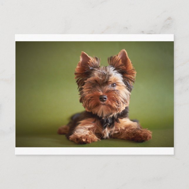 Yorkshire Terrier Postcard (Front)