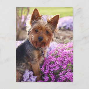 Yorkshire Terrier Postcard