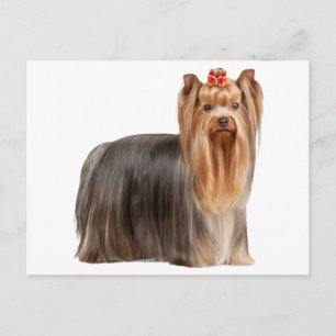 Yorkshire Terrier Postcard