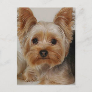 Yorkshire Terrier Postcard