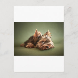 Yorkshire Terrier Postcard