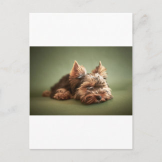 Yorkshire Terrier Postcard