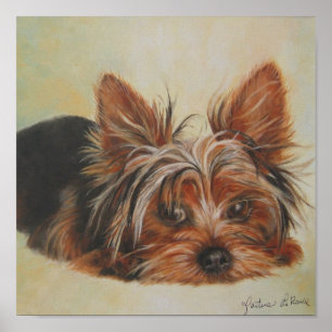 Yorkshire Terrier Poster