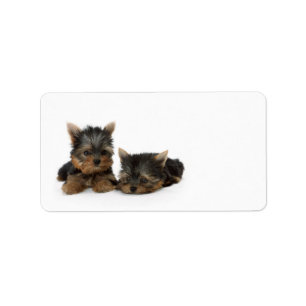 Yorkshire Terrier Puppies Address Label