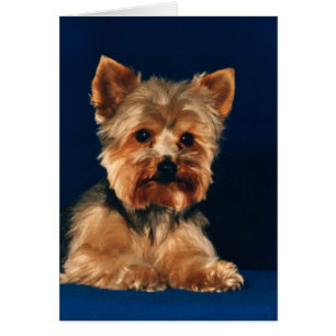 Yorkshire Terrier Puppy