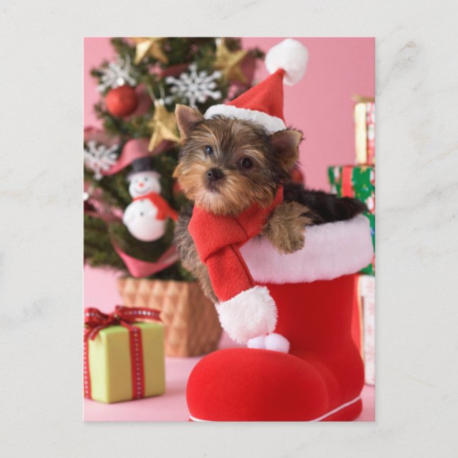 Yorkshire Terrier Puppy and Christmas Holiday Postcard (Front)