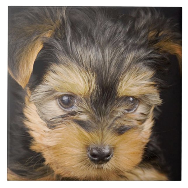 Yorkshire Terrier Puppy Ceramic Tile (Front)