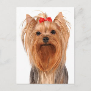 Yorkshire Terrier Puppy Dog Blank Post Card