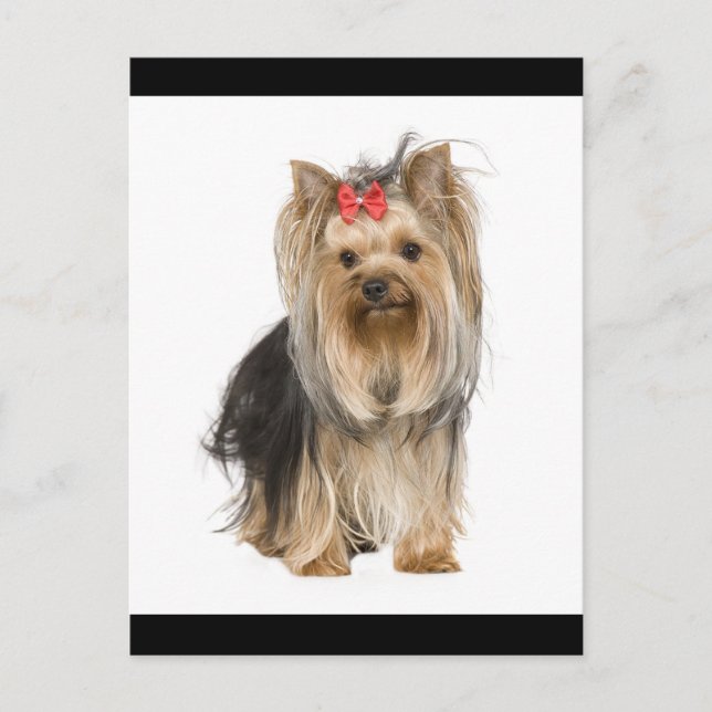 Yorkshire Terrier Puppy Dog Blank Postcard (Front)