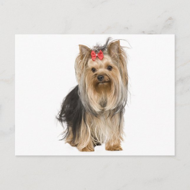 Yorkshire Terrier Puppy Dog Blank Postcard (Front)