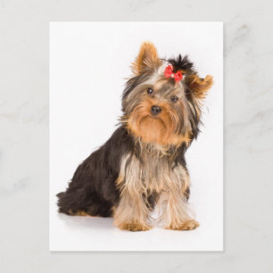 Yorkshire Terrier Puppy Dog Blank Postcard