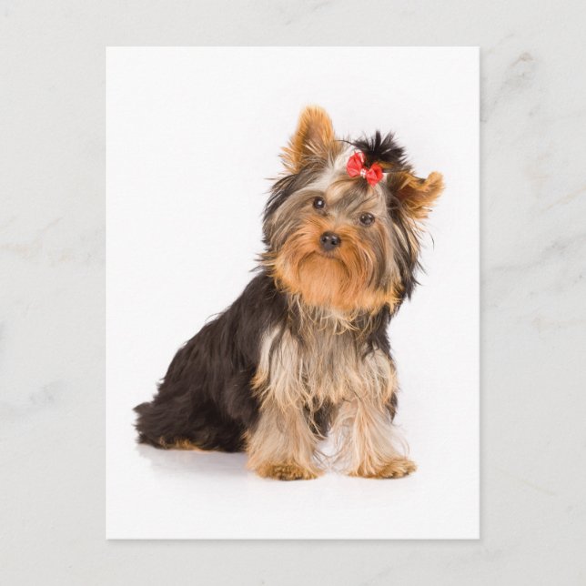 Yorkshire Terrier Puppy Dog Blank Postcard (Front)
