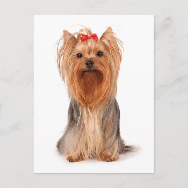 Yorkshire Terrier Puppy Dog Blank Postcard (Front)