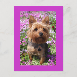 Yorkshire Terrier Puppy Dog Blank Purple Postcard