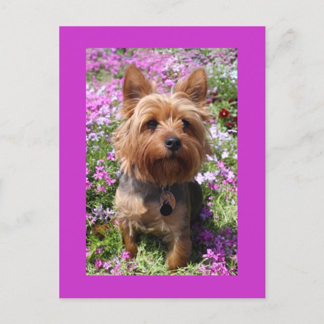 Yorkshire Terrier Puppy Dog Blank Purple Postcard (Front)