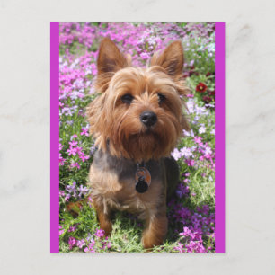 Yorkshire Terrier Puppy Dog Blank Purple Postcard