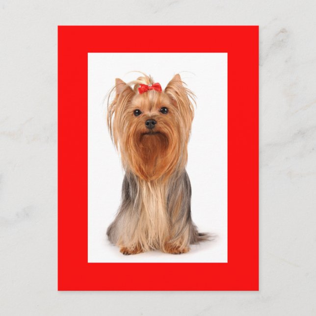 Yorkshire Terrier Puppy Dog Blank Red Postcard (Front)