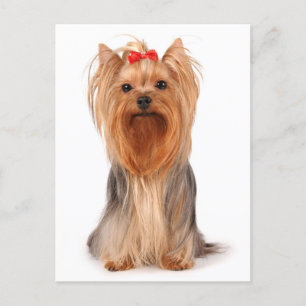 Yorkshire Terrier Puppy Dog Blank Yorkie Postcard