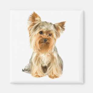 Yorkshire Terrier Puppy Dog Fridge Magnet