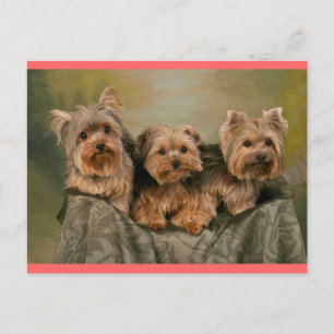 Yorkshire Terrier Puppy Dog Greeting Postcard