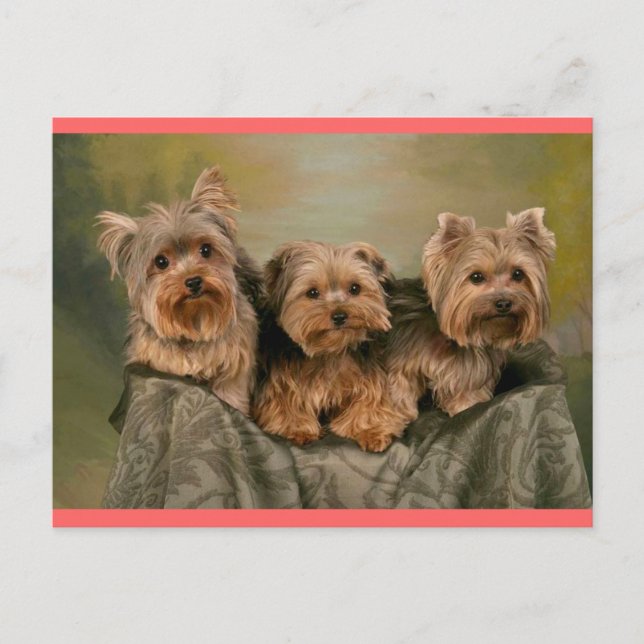 Yorkshire Terrier Puppy Dog Greeting Postcard (Front)