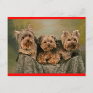 Yorkshire Terrier Puppy Dog Greeting Postcard