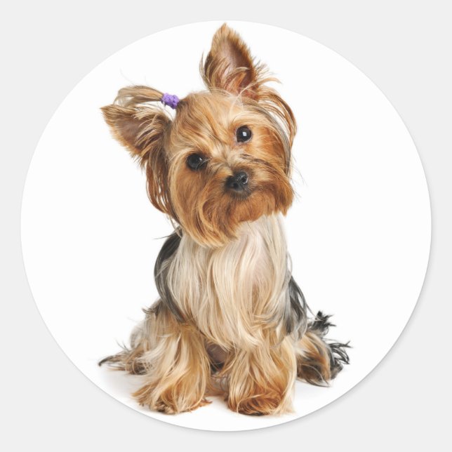 Yorkshire Terrier Puppy Dog Sticker / Seals (Front)