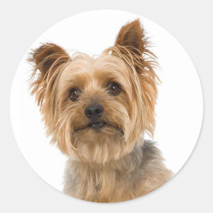 Yorkshire Terrier Puppy Dog Stickers