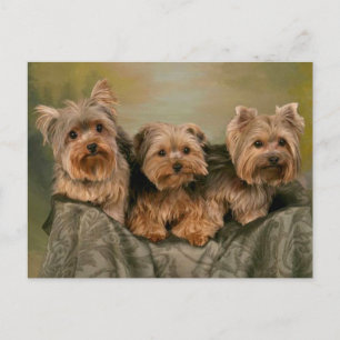 Yorkshire Terrier Puppy Dogs Blank Postcard