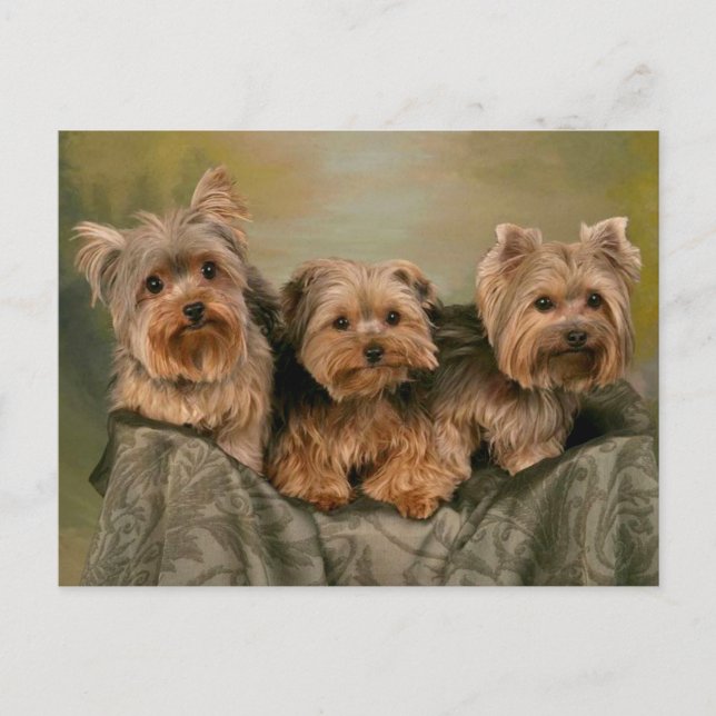 Yorkshire Terrier Puppy Dogs Blank Postcard (Front)