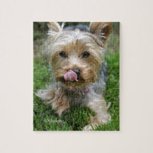 Yorkshire Terrier Puppy - "jjhelene design"