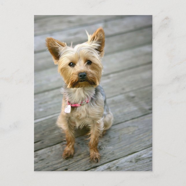 Yorkshire Terrier Puppy - jjhelene design Postcard (Front)