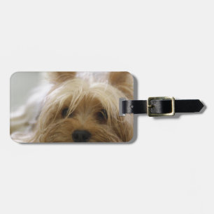 yorkshire terrier puppy pet cute dog face eyes luggage tag