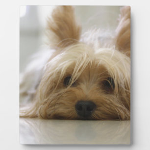 yorkshire terrier puppy pet cute dog face eyes plaque