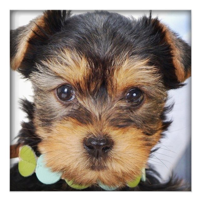 Yorkshire Terrier Puppy Photo Print (Front)