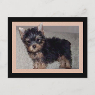 Yorkshire Terrier puppy postcard