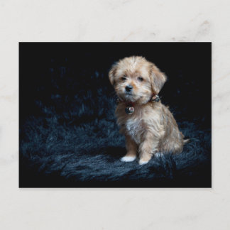 Yorkshire Terrier Puppy Postcard