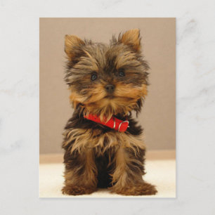 Yorkshire Terrier Puppy Postcard