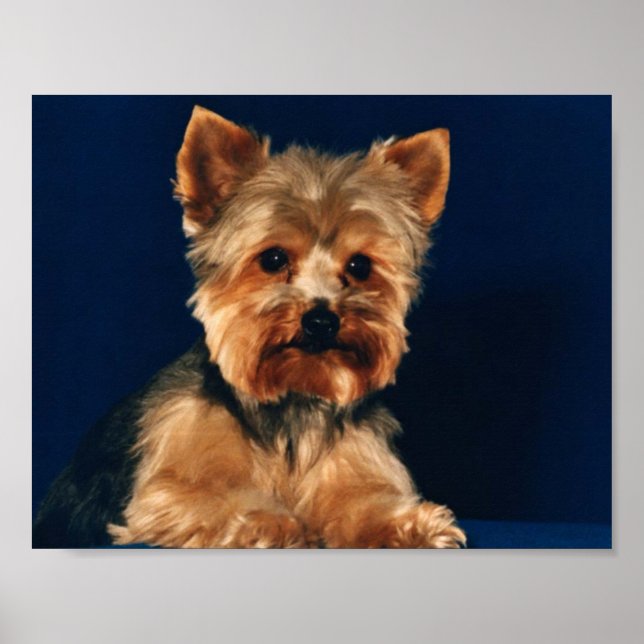 Yorkshire Terrier Puppy Poster (Front)