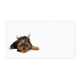 Yorkshire Terrier Puppy Shipping Label