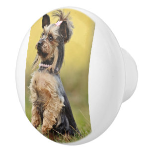 yorkshire-terrier-sitting up ceramic knob