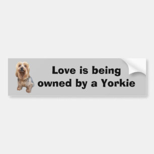 Yorkshire Terrier So Cute Bumper Sticker