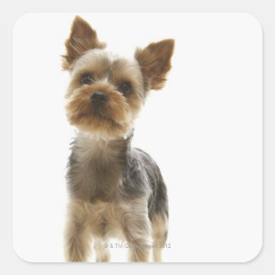 Yorkshire Terrier Square Sticker
