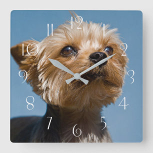 Yorkshire Terrier Square Wall Clock