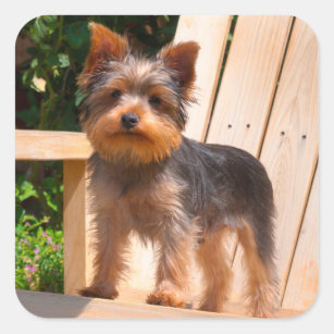 Yorkshire Terrier standing on wooden chair Square Sticker