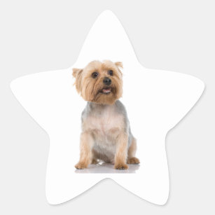Yorkshire Terrier Star Sticker