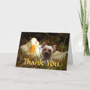 Yorkshire Terrier Thank You Card With Duck