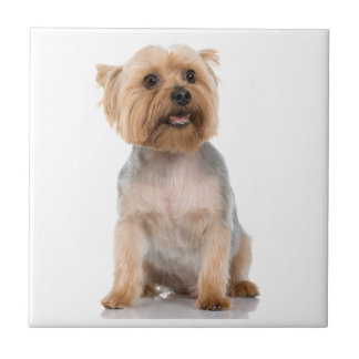 Yorkshire Terrier Tile