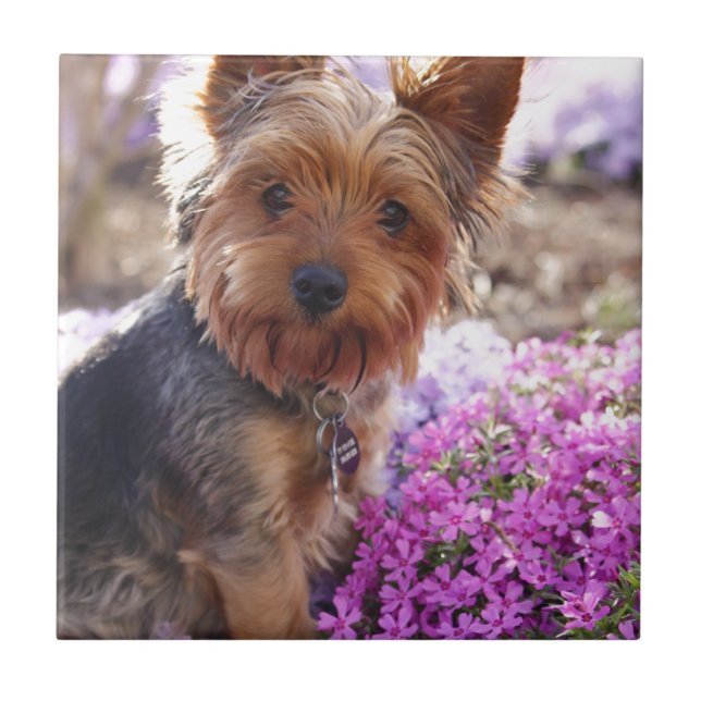 Yorkshire Terrier Tile (Front)