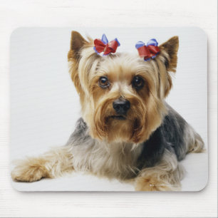 Yorkshire terrier wearing red bows mouse pad